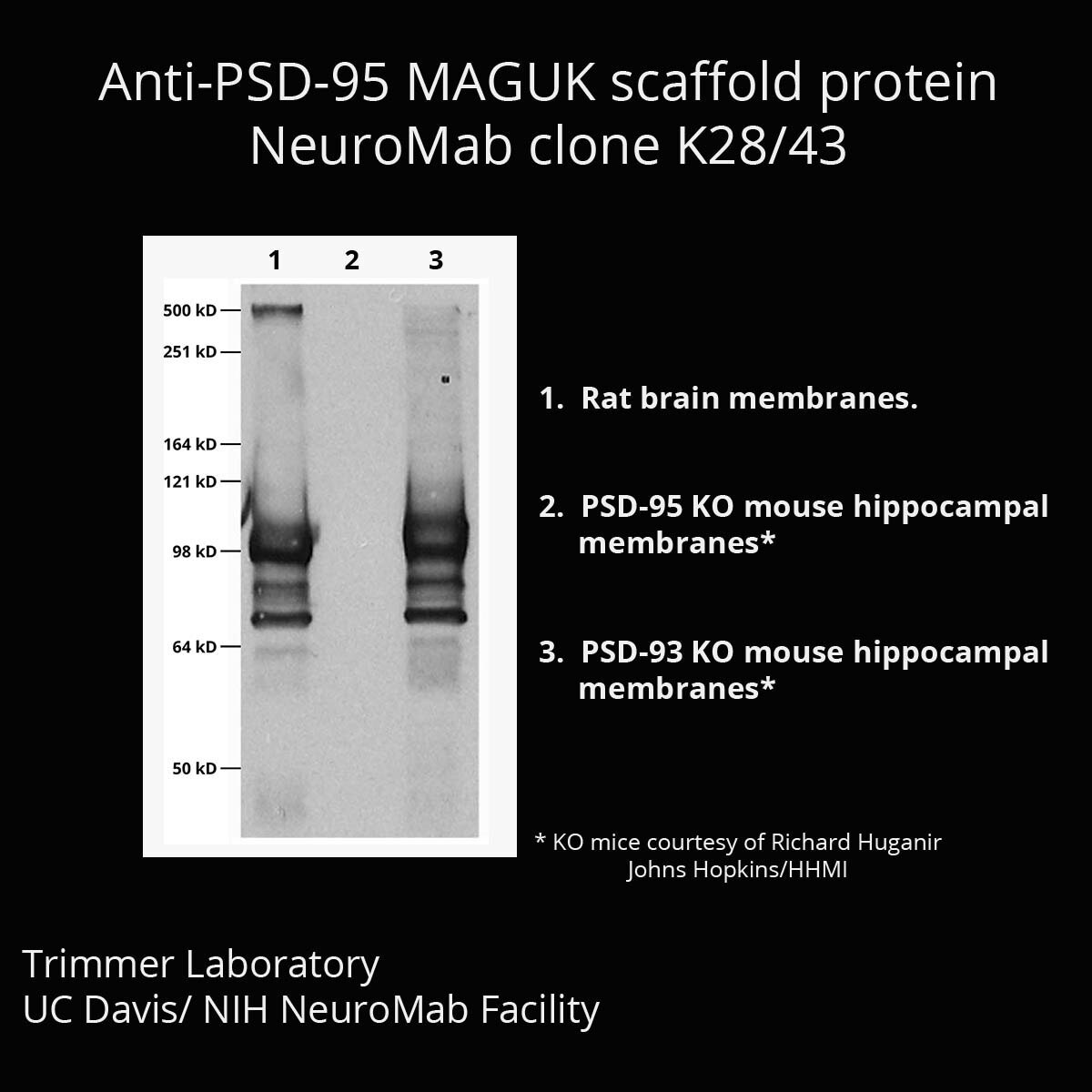 DLG4 Antibody (K28/43) - DSHB